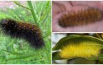 Lagartas felpudas (fofas)