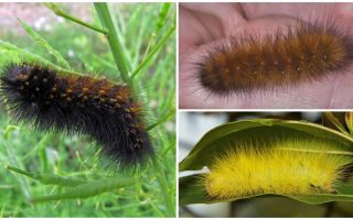 Lagartas felpudas (fofas)