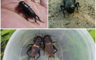 Descrição e foto do grilo de campo