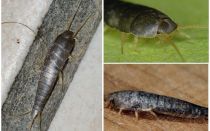Silverfish comum (açúcar), como se livrar no banheiro e vaso sanitário