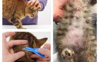 O que acontece se um gato ou um gato lambe gotas de pulgas