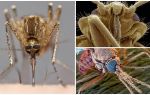 Mosquito em uma visão maior