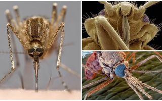 Mosquito em uma visão maior