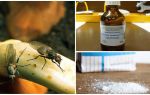 Como se livrar da mosca da cebola
