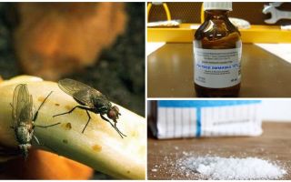 Como se livrar da mosca da cebola