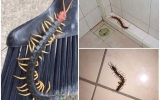 Bagaimana menangani scolopendry di rumah