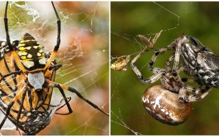 Aranha tecelão