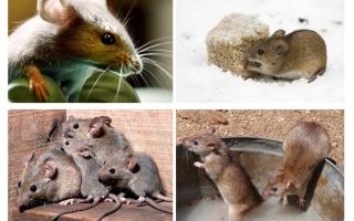 Fatos interessantes sobre ratos