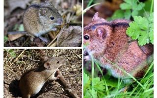 Ratos de campo