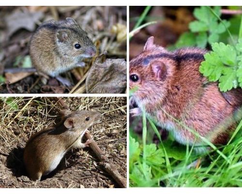 Ratos de campo