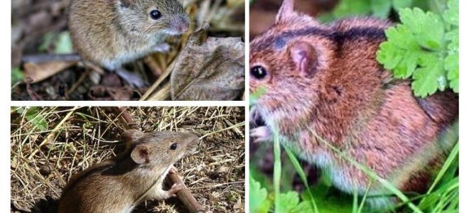 Ratos de campo