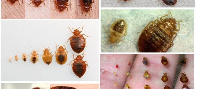 Proteção contra percevejos em casa