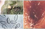 Como são os ovos de pinworm?