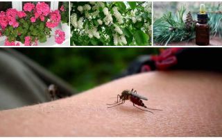 Como lidar com mosquitos em um apartamento ou casa