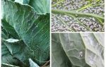 Como lidar com a mosca branca no repolho