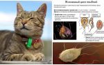 Sintomas e tratamento de Giardia em gatos