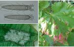 Como lidar com carrapatos em uvas