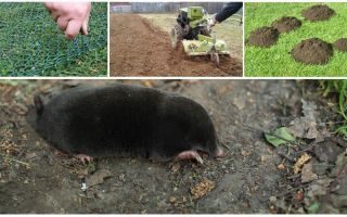 Como afugentar moles da dacha ou jardim