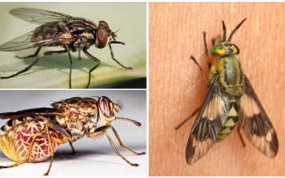 Espécies de moscas com uma foto e descrição