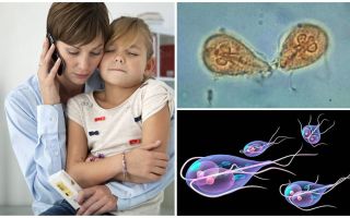 Como tratar Giardia em crianças pelo Dr. Komarovsky