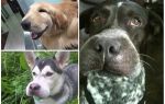 O que fazer se um cachorro for mordido por uma abelha