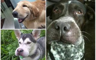 O que fazer se um cachorro for mordido por uma abelha