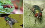 Descrição e foto da mosca do estrume