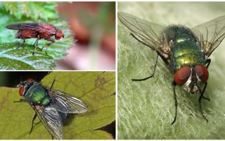 Descrição e foto da mosca do estrume