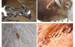 Tratamento de piolho em vacas e bezerros