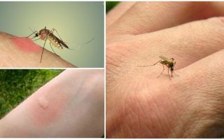 Por que os mosquitos picam algumas pessoas mais que outras