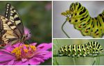 Descripción y foto de la oruga de la mariposa Machaon.