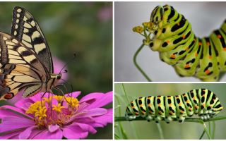 Descrição e foto da lagarta da borboleta Machaon