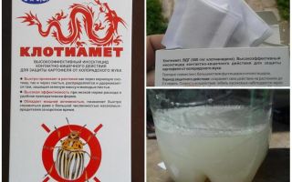 Remédios Clotiamete do besouro da batata Colorado
