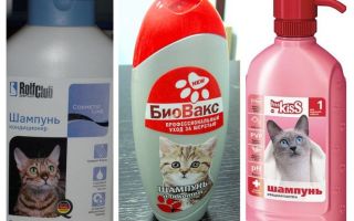 Shampoos de pulgas para gatinhos e gatos