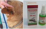 Como e o que tratar as orelhas de um cão das moscas