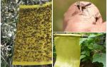 Armadilhas para mosquitos com as próprias mãos