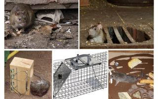 Como remover ratos dos remédios populares do porão