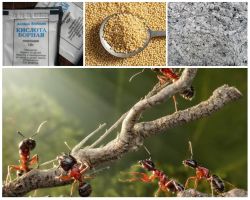 Lutando formigas no jardim remédios populares enredo