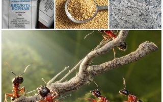 Lutando formigas no jardim remédios populares enredo