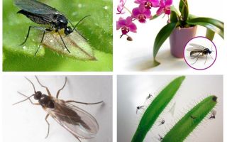 Como se livrar de mosquitos fungos (sciarid)