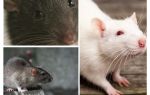 Visão de rato