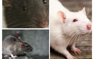 Visão de rato