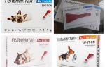 Cai Gelmintal na cernelha para gatos e cães