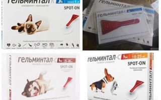 Cai Gelmintal na cernelha para gatos e cães