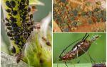 ¿Cómo aparece el pulgón en las plantas?