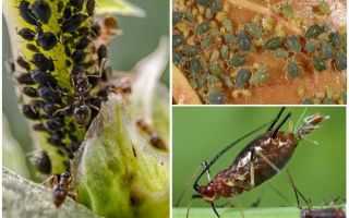 Como o pulgão aparece nas plantas