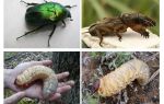 Qual é a diferença entre as larvas do urso e o besouro