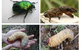 Qual é a diferença entre as larvas do urso e o besouro