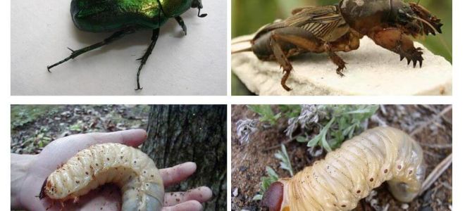 Qual é a diferença entre as larvas do urso e o besouro
