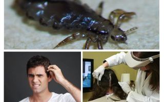 Algoritmo de exame de pediculose